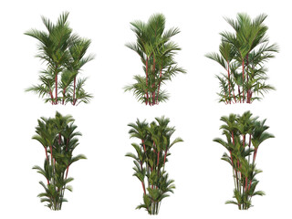 Palm trees on a transparent background
