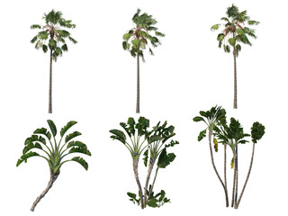 Palm trees on a transparent background

