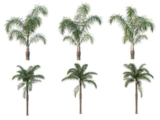 Fototapeta na wymiar Palm trees on a transparent background 