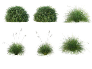 Grass on a transparent background
