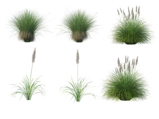 Grass on a transparent background
