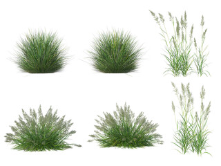 Grass on a transparent background
