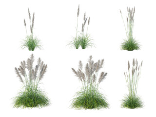 Grass on a transparent background
