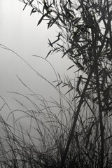 Obraz premium Bamboo silhouette behind white transparent paper, shadows from plants. Beautiful art background of plant leaves.