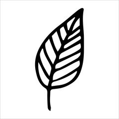 Vector single element birch leaf Black silhouette