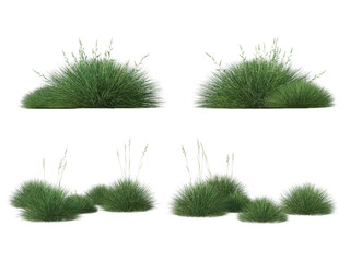 Grass on a transparent background
