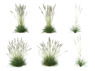 Grass on a transparent background
