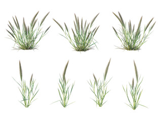 Grass on a transparent background
