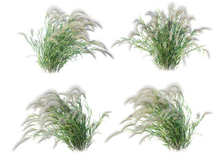Grass on a transparent background
