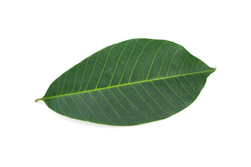 Hevea brasiliensis leaf isolated on white background.Rubber leaves.