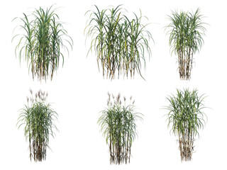 Grass on a transparent background
