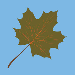 Maple green leaf, illustration, vector