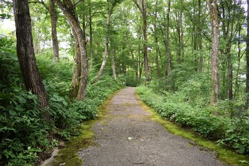 Fototapeta premium たじま高原植物園、兵庫県、兵庫県観光百選、国定公園、草花、湿地