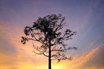 Fototapeta na wymiar Silhouette giant tree with dramatic sky background, Nature background