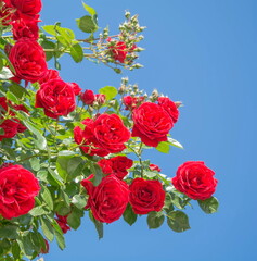 Beautiful scarlet roses on a blue sky background