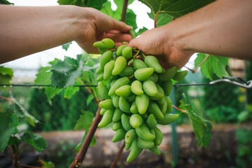 farmer is picking green grapes in a vineyard