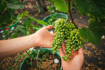the farmer holds bunches of small grapes in his hands