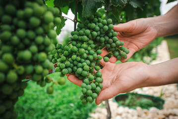 Obraz premium the vine grower holds unripe grapes in his hands