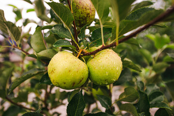 green apples with dew drops on a tree branch