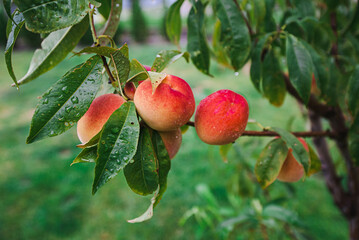 ripe peaches on a tree branch