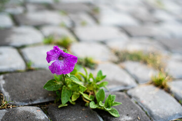 a purple flower grows through the cobblestones. lust for life concept