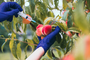 Farmer in blue gloves injects peaches. Close capture. Genetically modified products concept