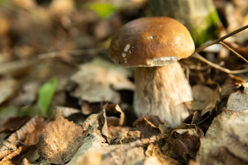 Boletus pinophilus commonly known as the pine bolete or pinewood king bolete growing in the forest.