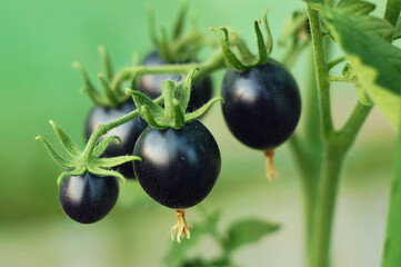 Black cherry tomatoes in a greenhouse