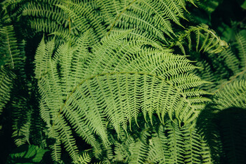 Leaves of green fresh forest fern close-up. Natural green background, top view, selective focus