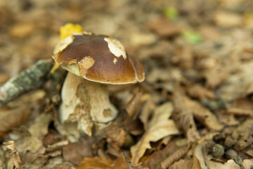Boletus edulis English: white fungus, penny bun, boletus or king boletus, commonly referred to as porcini mushroom