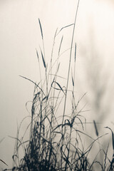 grass silhouette behind white transparent paper, shadows from plants. Beautiful art background of plant leaves.