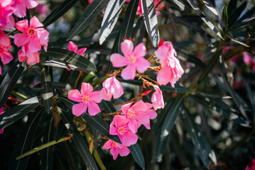 Bright pink oleander flowers against blue sky