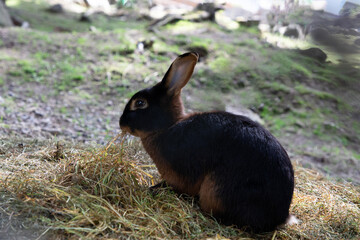 A black rabbit sits on a lawn and eats grass in the daylight. Front view