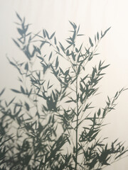 Bamboo silhouette behind white transparent paper, shadows from plants. Beautiful art background of plant leaves.