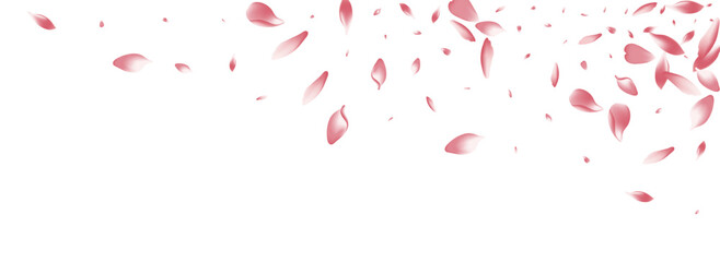Fototapeta na wymiar Color Lotus Petal Vector White Background. Pink