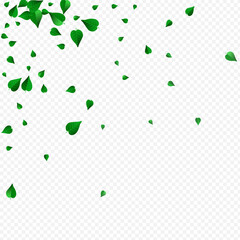 Forest Foliage Wind Vector Transparent Background