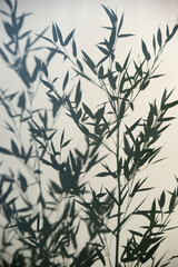 Bamboo silhouette behind white transparent paper, shadows from plants. Beautiful art background of plant leaves.