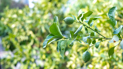 fresh lemon on tree branch, close up