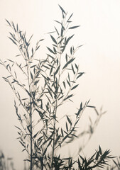 Bamboo silhouette behind white transparent paper, shadows from plants. Beautiful art background of...