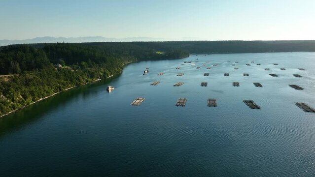 Wide sweeping aerial shot over the Penn Cove Mussel farm in Coupeville, WA.