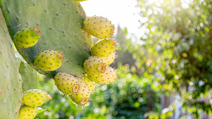 Prickly pear cactus close up with fruit in yellow color, close up