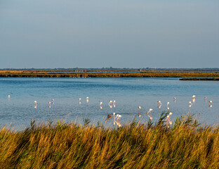 Wild lebende Flamingos in der Lagune von Comacchio in Italien