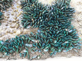Green mussels growing on rock on the sea shore. Wild Ocean Mussels.