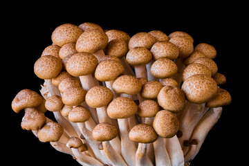 Fototapeta na wymiar mushrooms grow on a black background