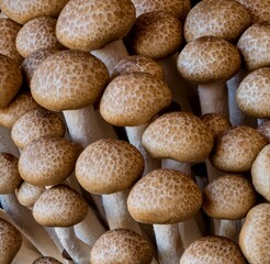 mushrooms grow on a black background