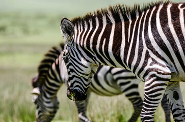 Beautiful landscape with zebras in the African savannah