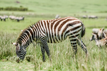 Beautiful landscape with zebras in the African savannah