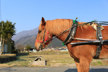 horse in the field