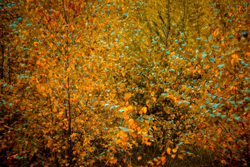 Autumn colors of a dense birch tree forest turning yellow, brown and orange. 