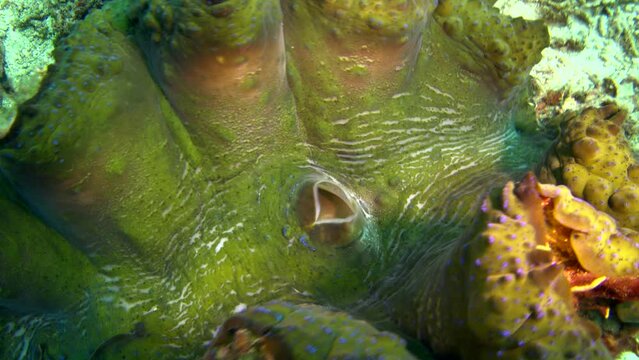 Giant clam with green mantle and blue spots closing itself
